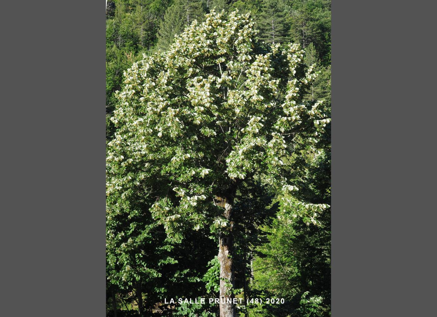 Lime, Silver plant